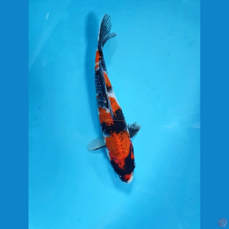 kage showa 29 cm