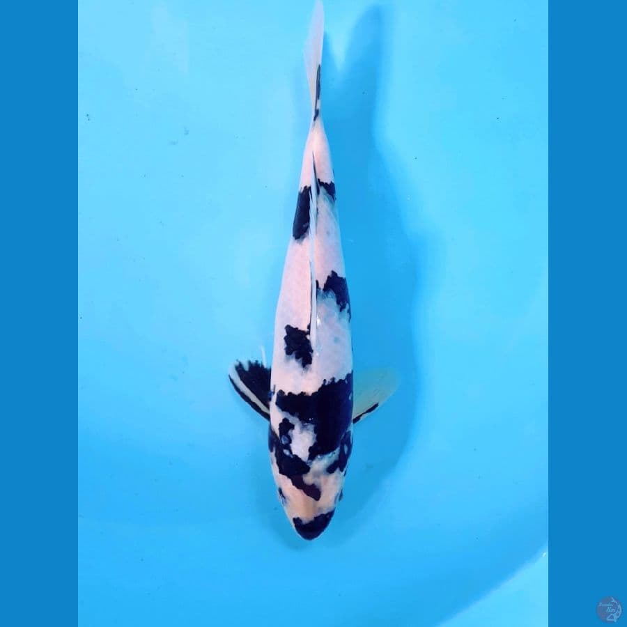 shiro 24 cm