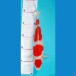 KOHAKU 4 STEP SQ