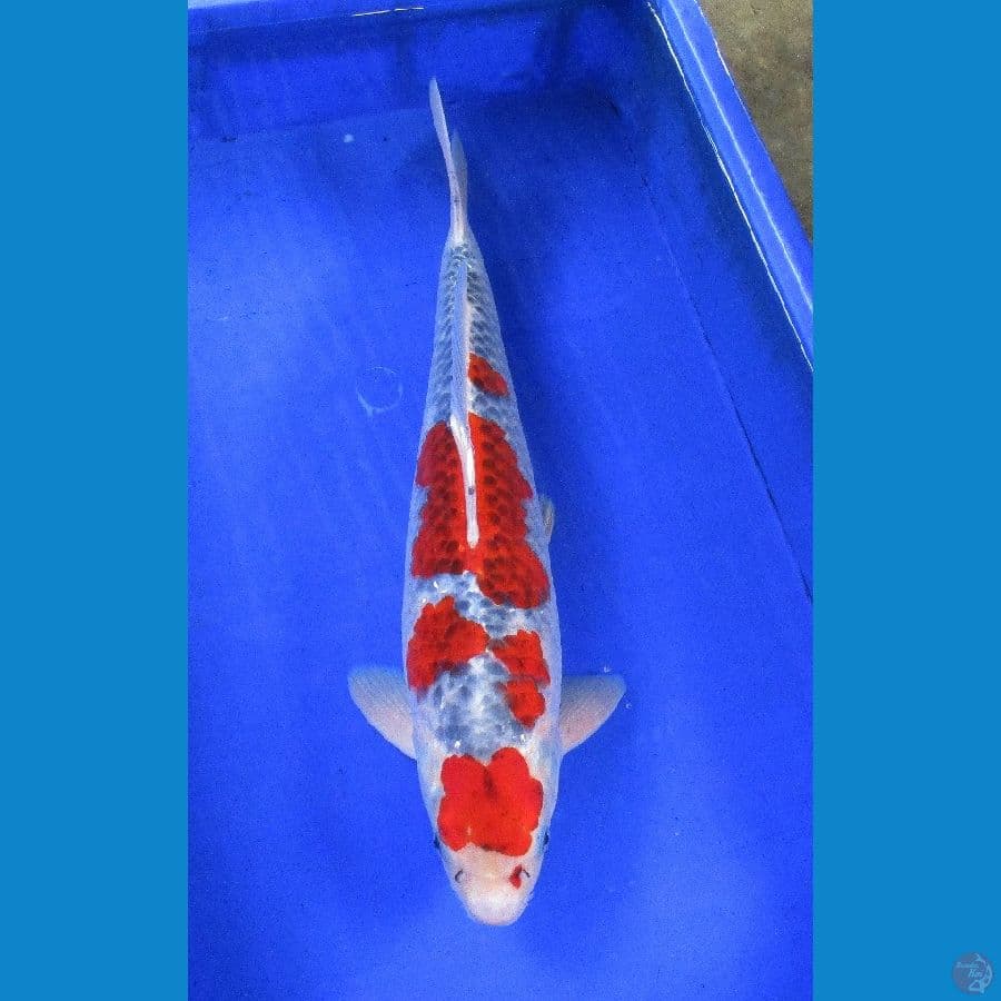 Goshiki ±45cm jantan