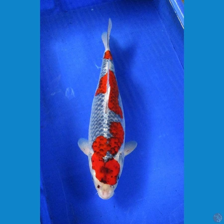 Goshiki ±42cm