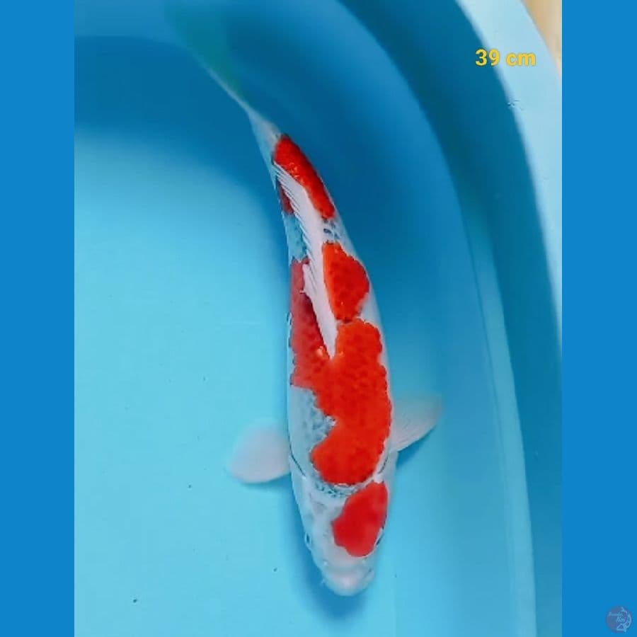 SQ gosiki 39 cm