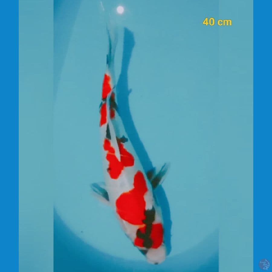showa doit 40 cm
