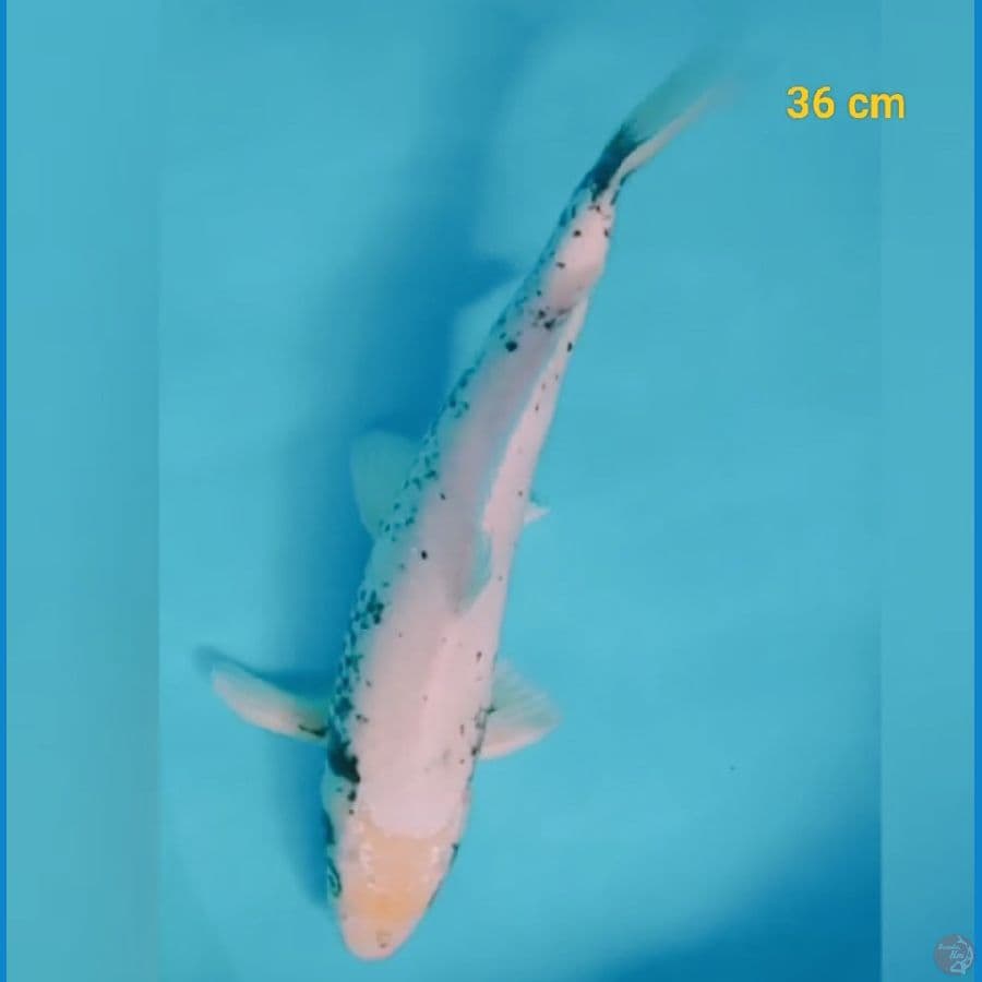 Matsukawabake male 36 cm