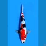 showa good jantan 30cm