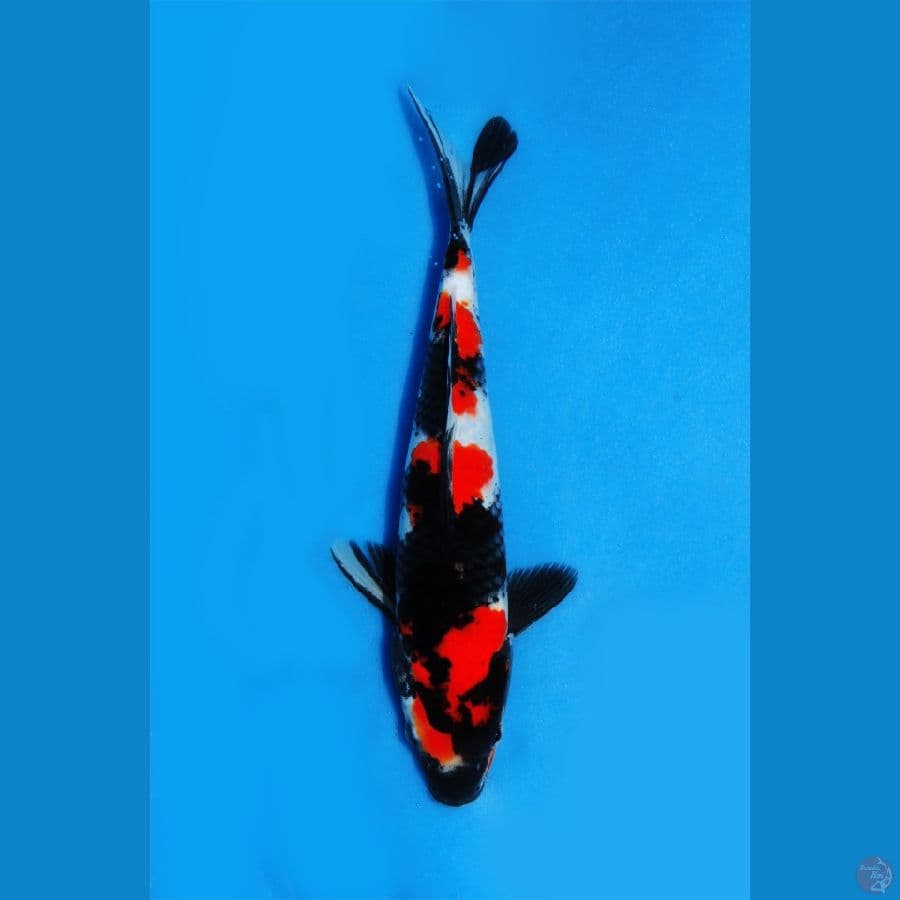 showa sangar 27cm male