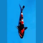 showa sangar 27cm male