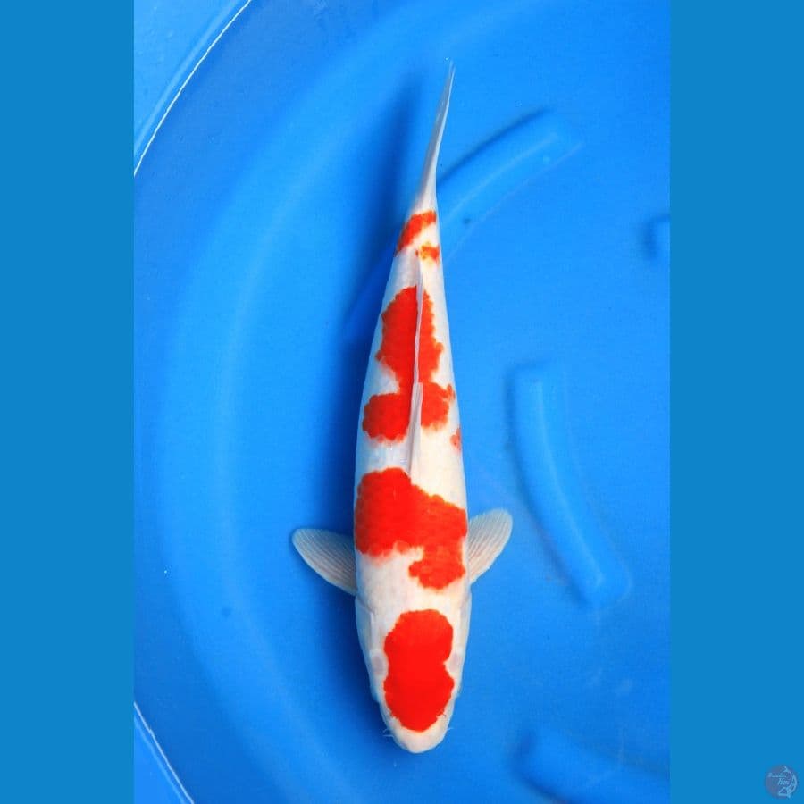 Kohaku jumbo bulky 41cm