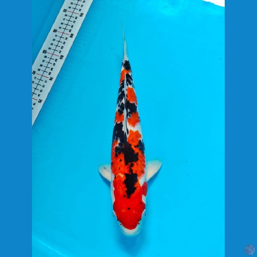 sanke 35cm 