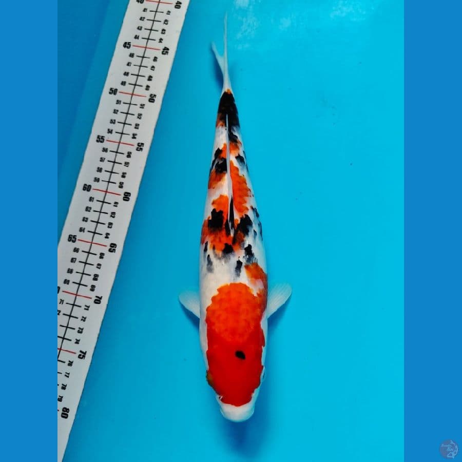 sanke 34cm