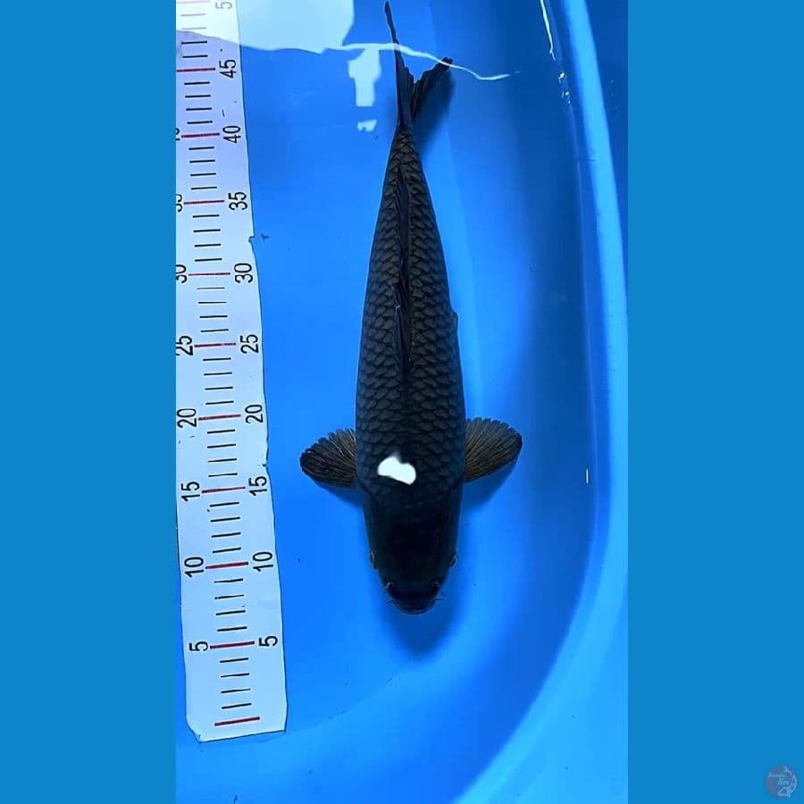 soragoi black diamond 40cm male