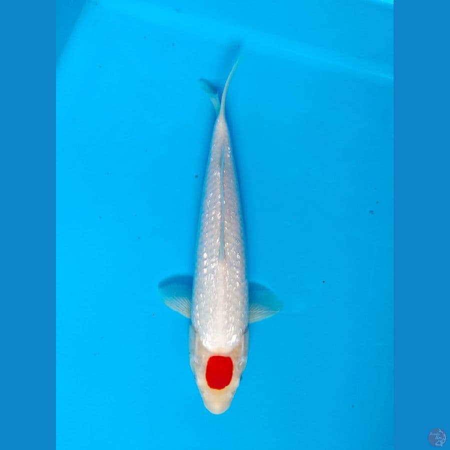 tanco kohaku male 29cm 