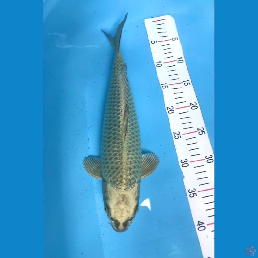 mukasi 38cm male