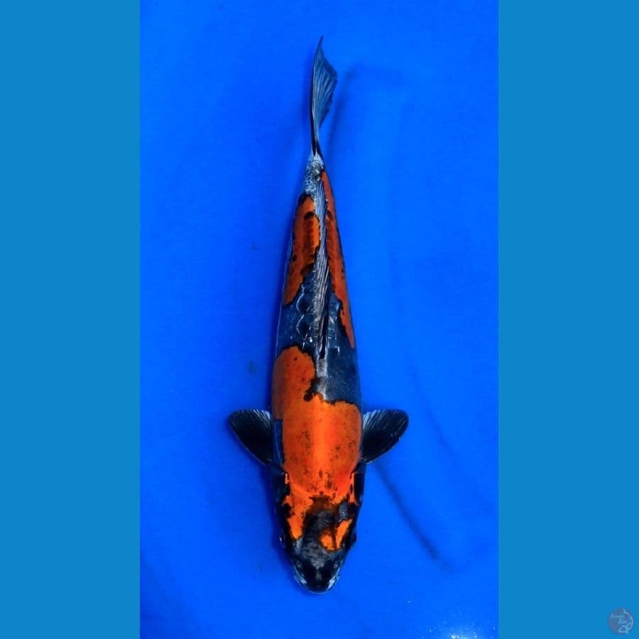 SQ BENI KIKO 38CM