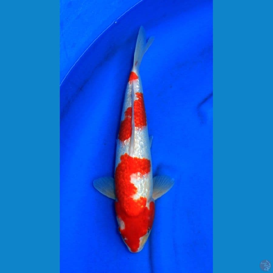 HQ KOHAKU GINRIN MENKABURI 38CM