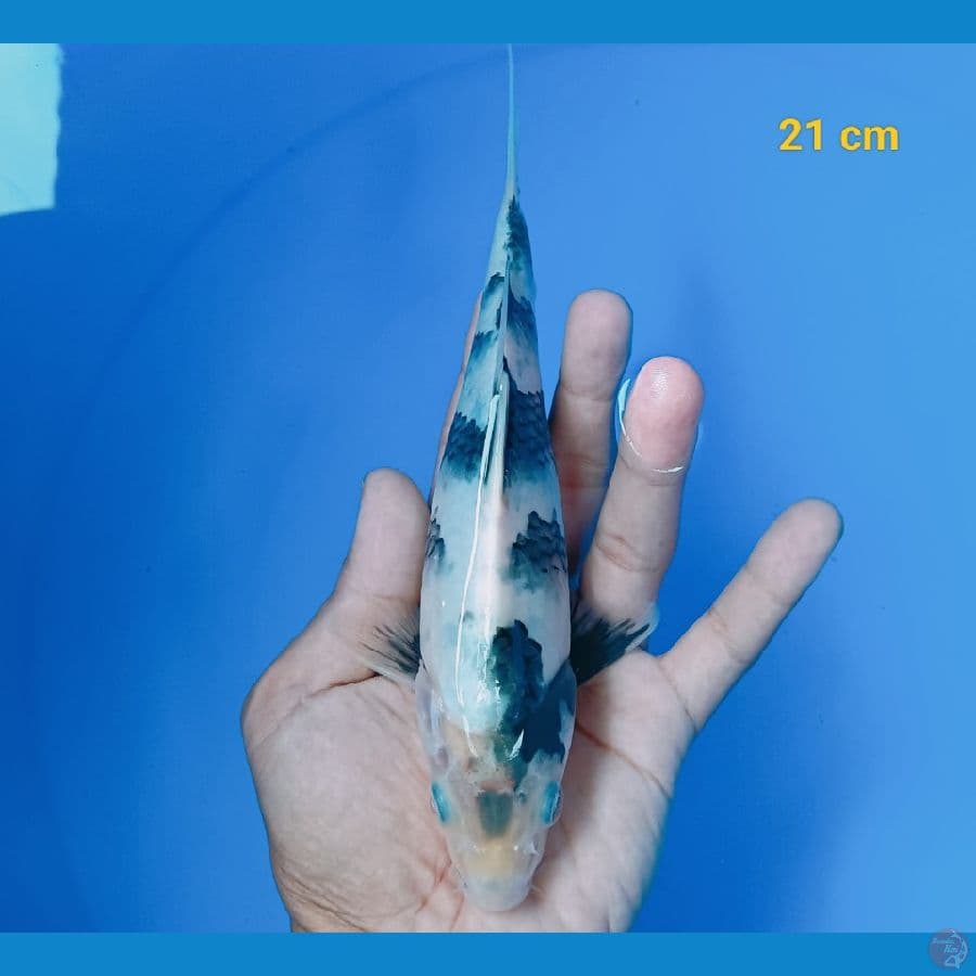 SQ shiro 21 cm