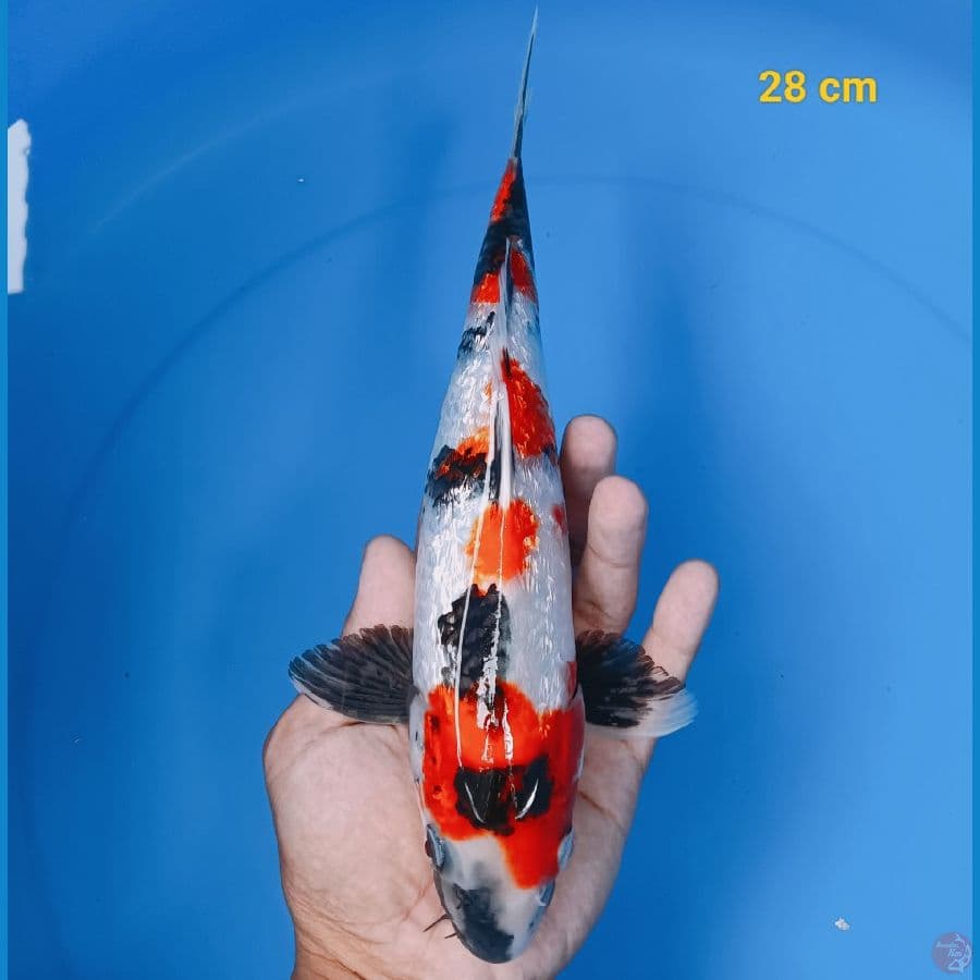 HQ Male Showa ginrin 28 cm 