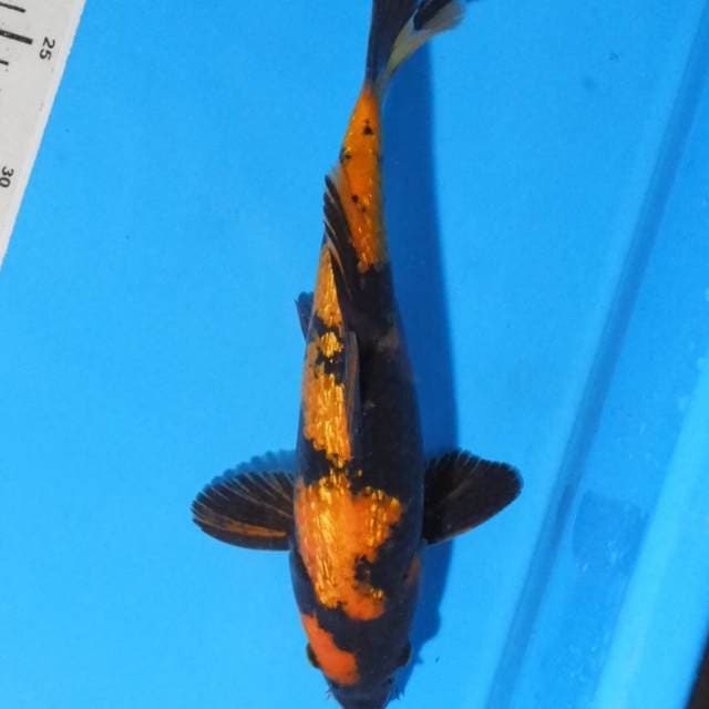 Hi utsuri Ginrin 27 cm Jantan