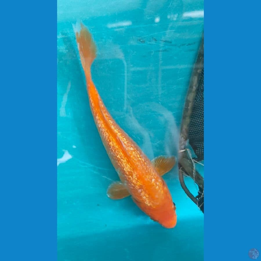 caramel ginrin f1 size 21cm