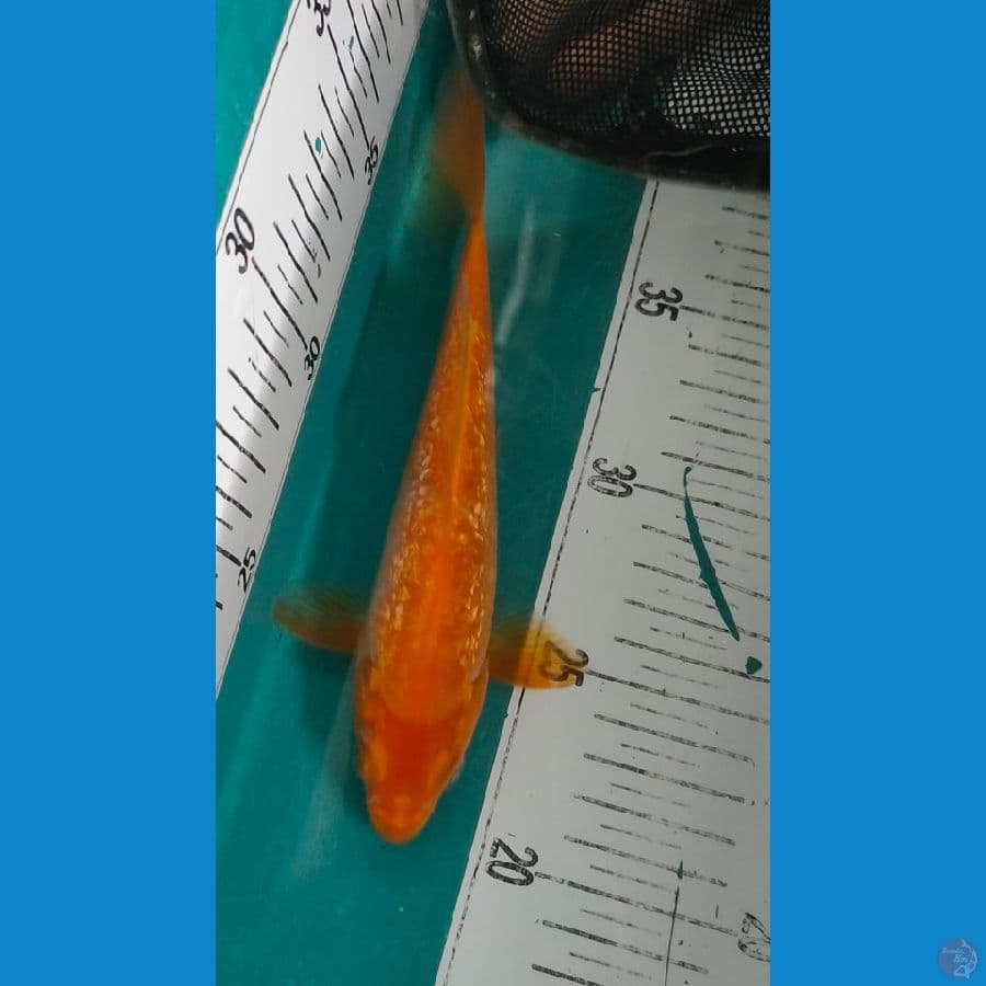 caramel ginrin f1 size 20cm