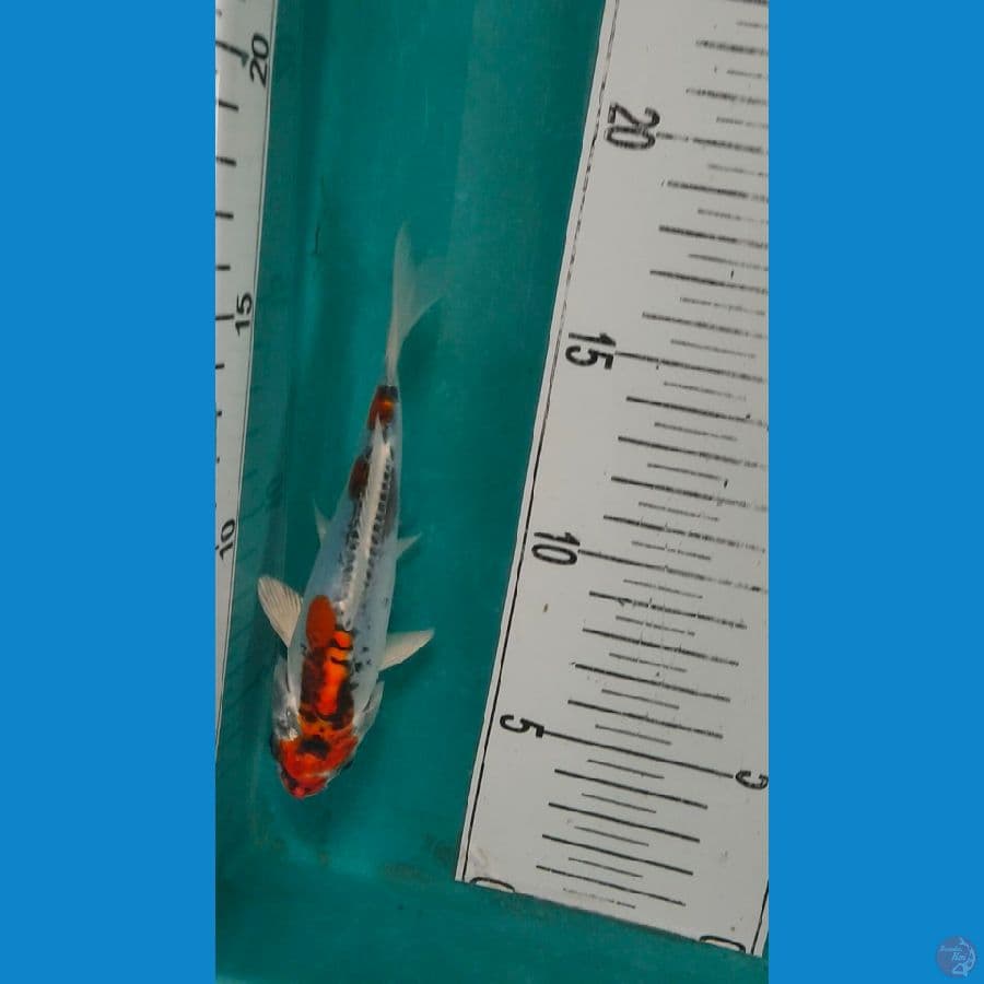 benikikokuryu 15cm