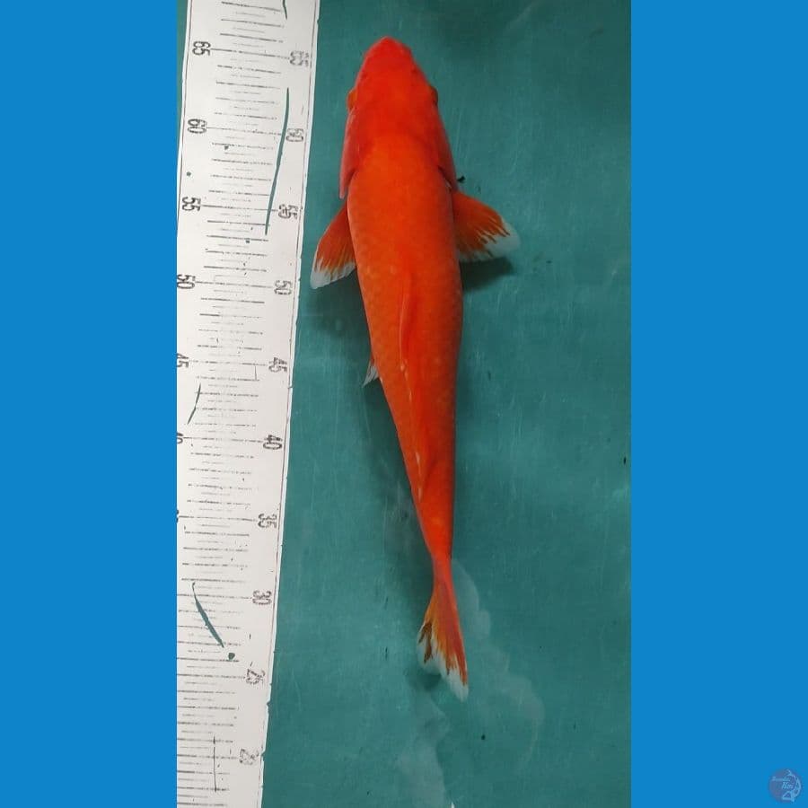 akahajiro f1 40cm male