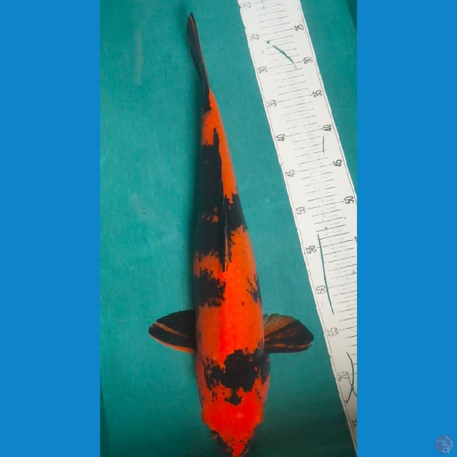 hiutsuri f1 shinoda 51cm male
