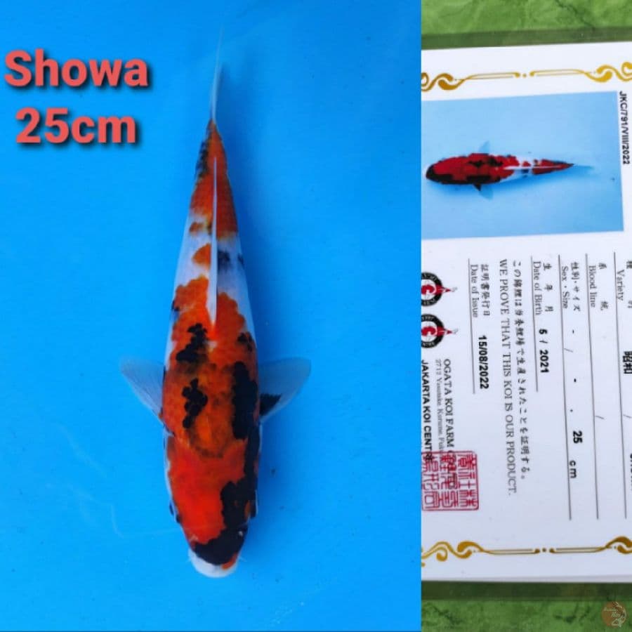 OGATA SHOWA 25CM SERTI