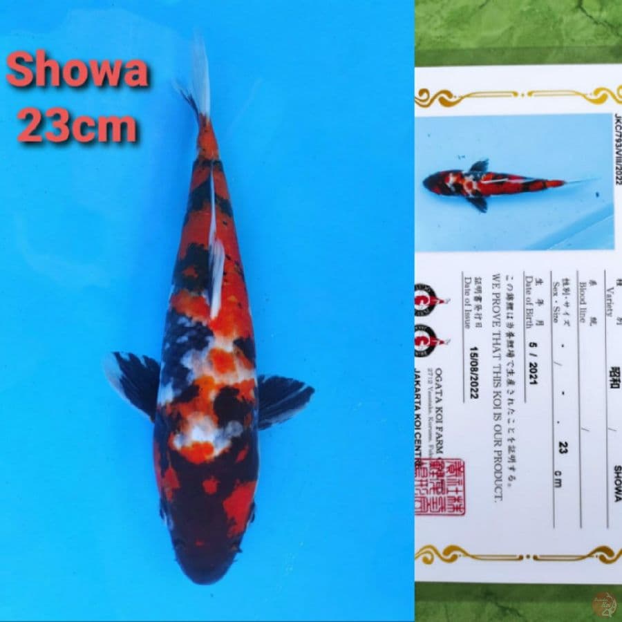 OGATA SHOWA 23CM SERTI