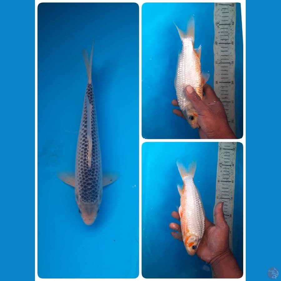 asagi 25cm