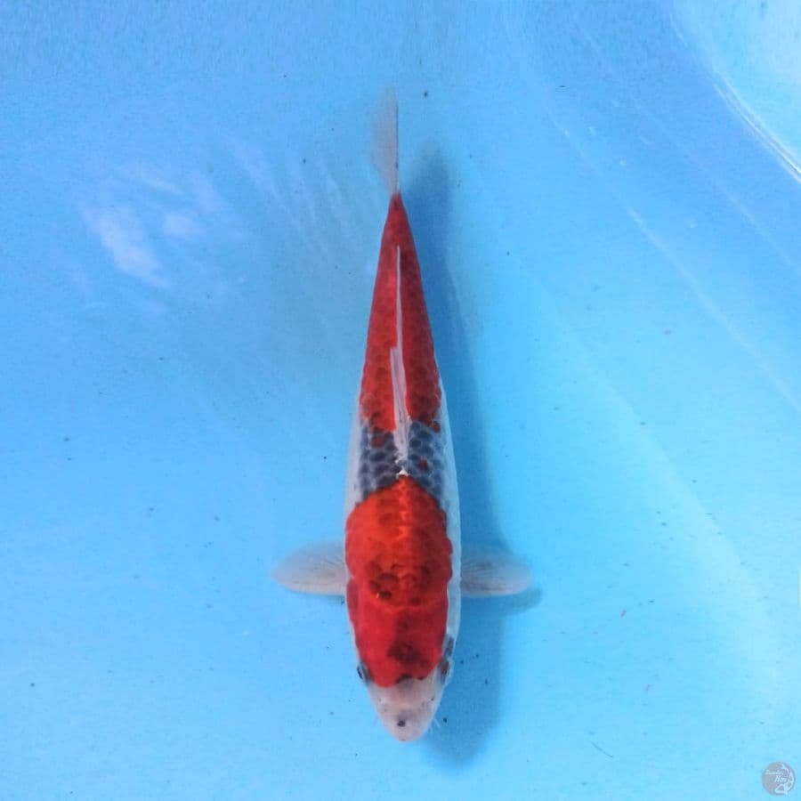 Goshiki 27cm