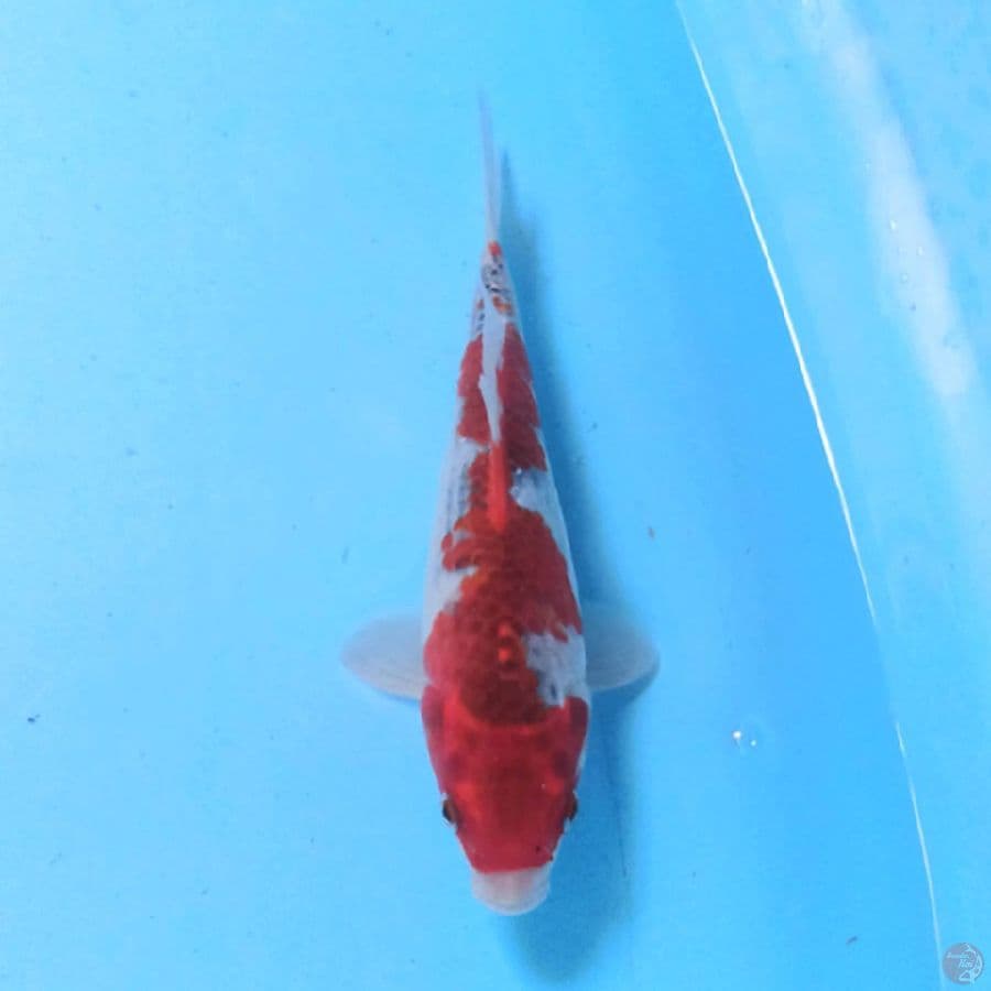 Goshiki 20cm