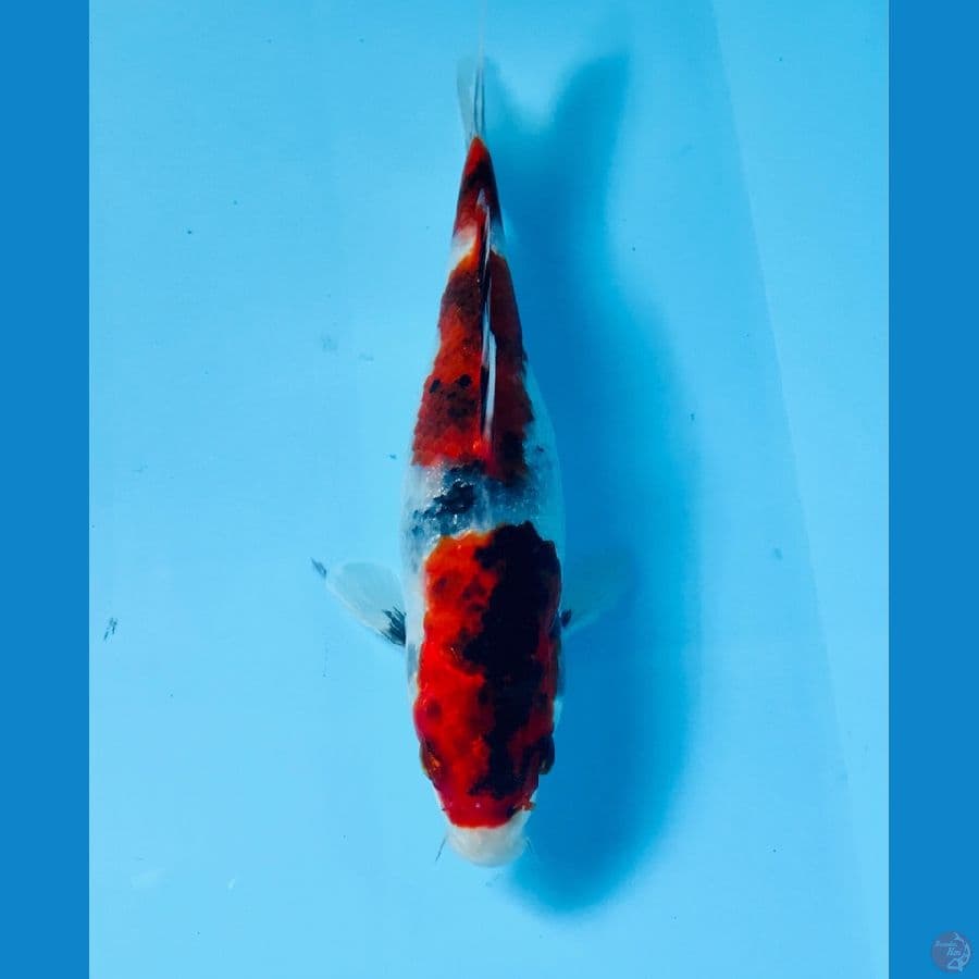 showa 14cm