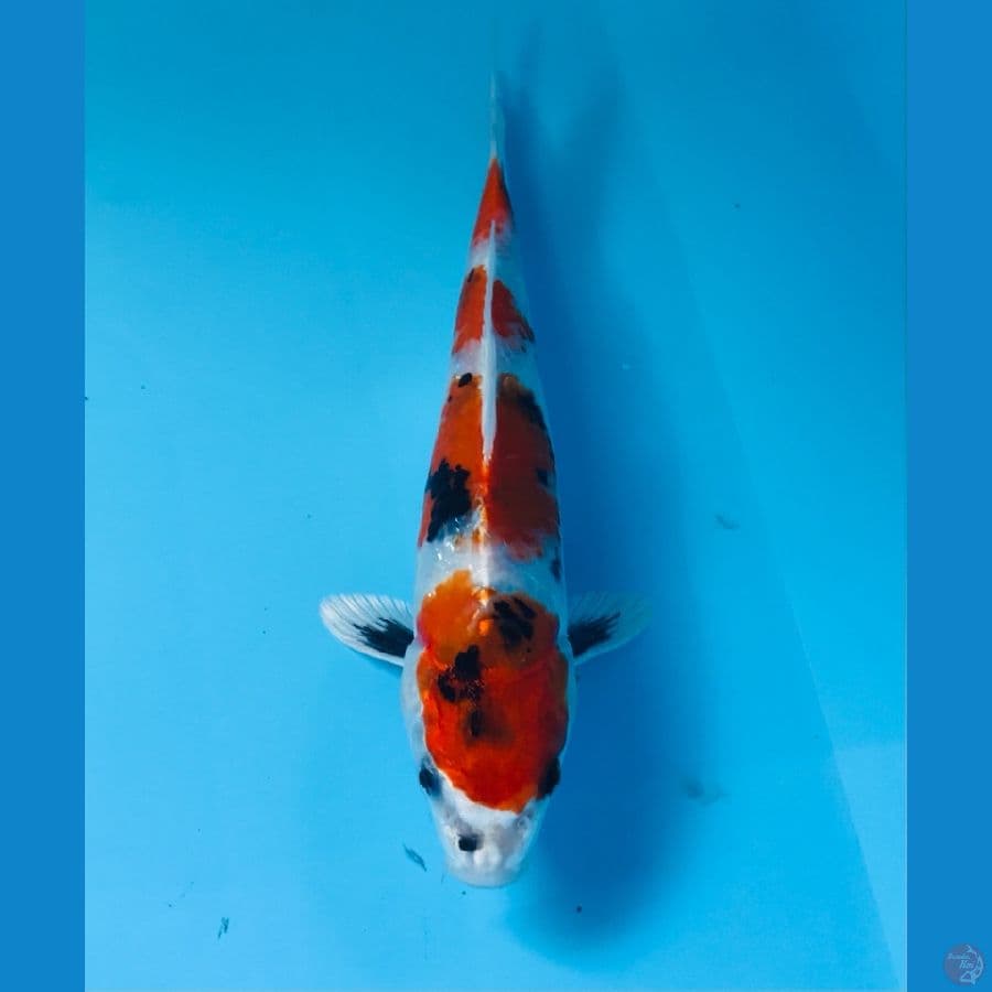 showa hikari 20cm