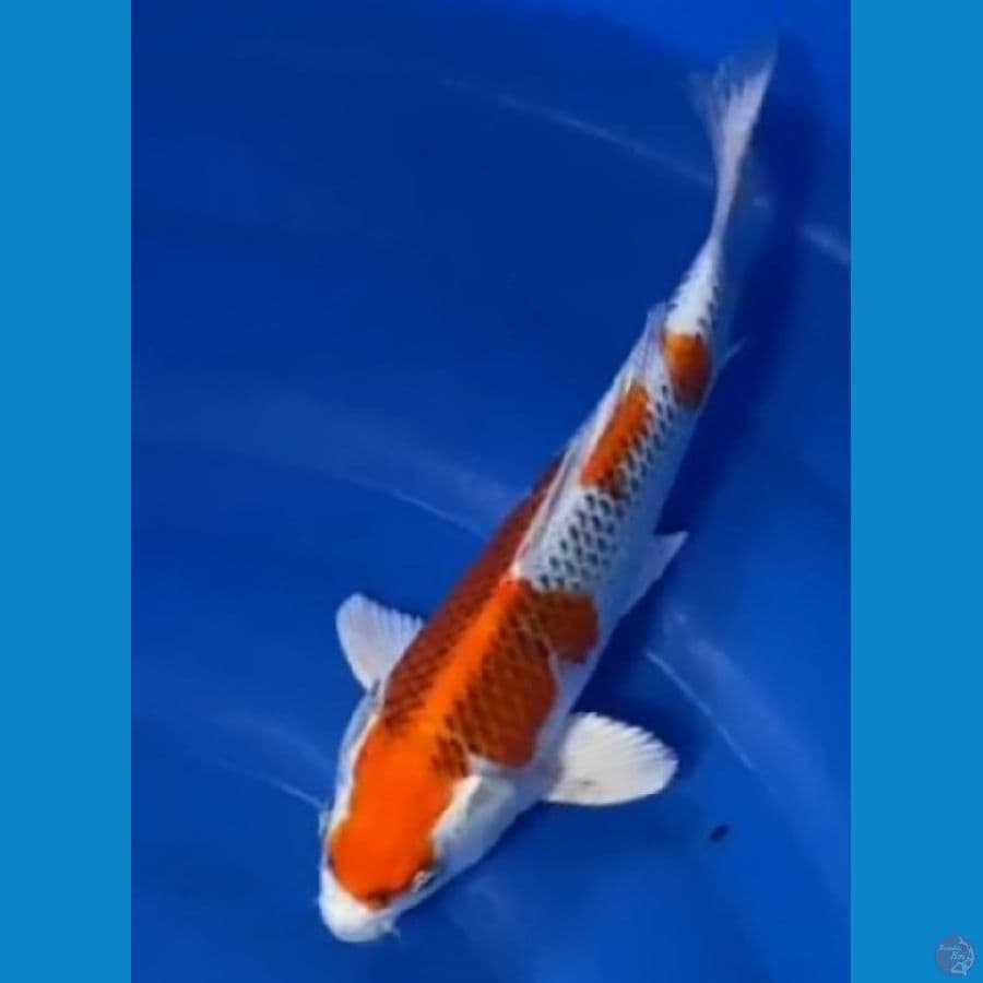 murni kujaku 30 cm halus ( TM. koi. Blitar) 