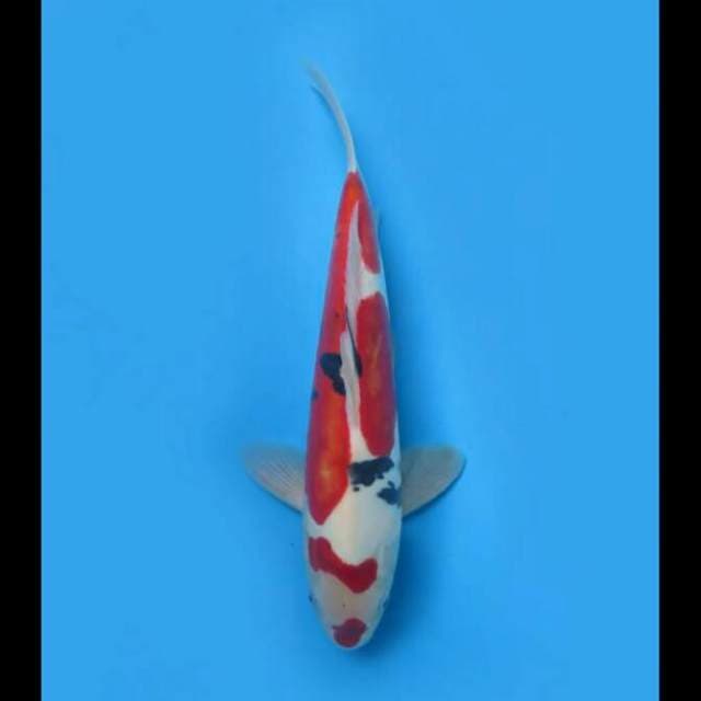 38cm Male - Sanke Doitsu Murni 