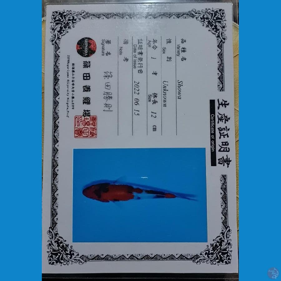 Sinoda showa sz 14cm