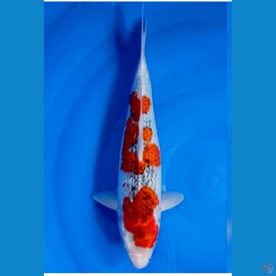 TM. Blitar. koi - gosiki ginrin 34 cm 