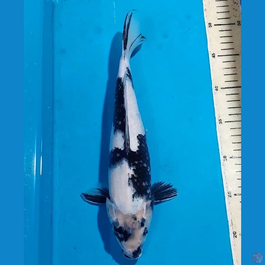 SHIRO 32 CM