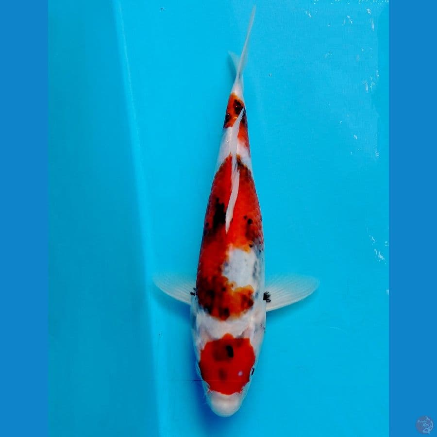 maruten sowa 24 cm
