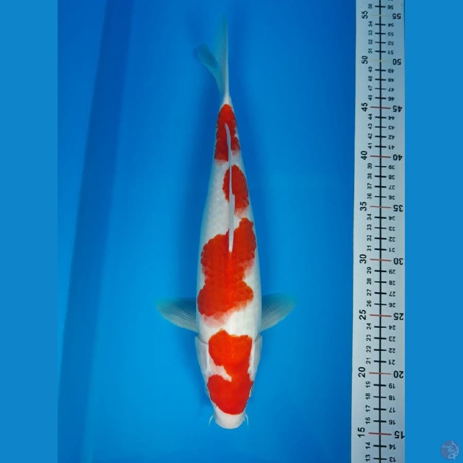 kohaku F 35