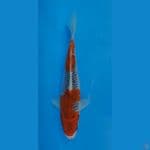 FKF. Female Goshiki