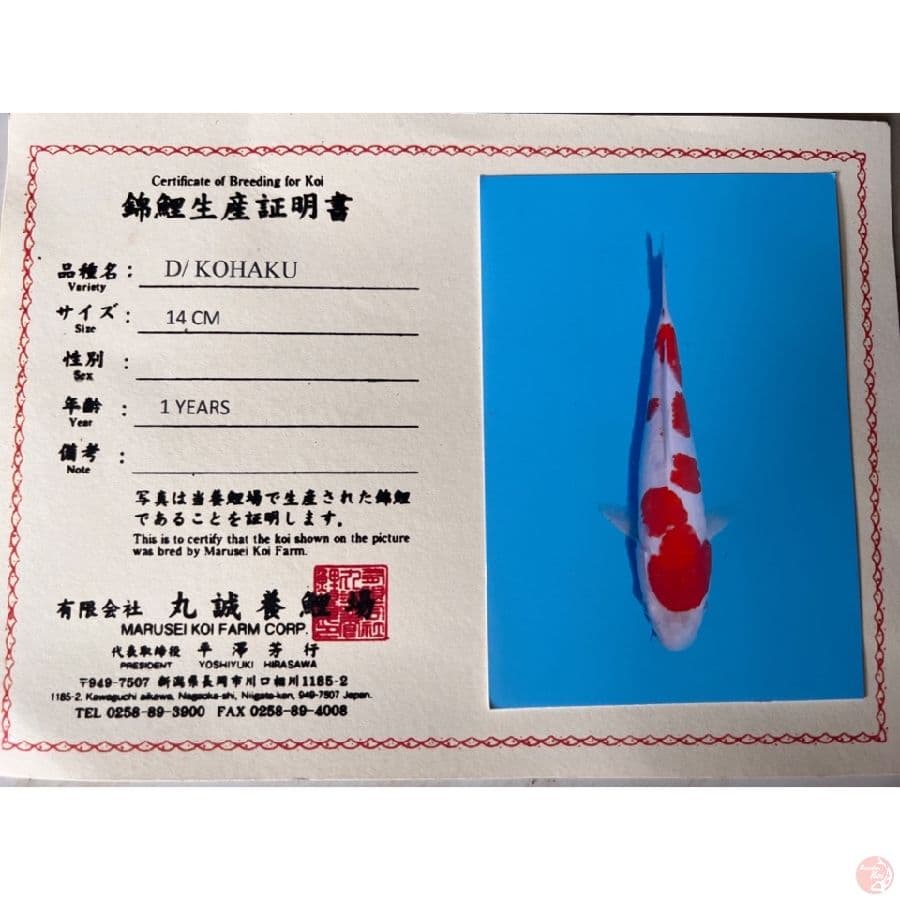 marusei doit kohaku 25cm