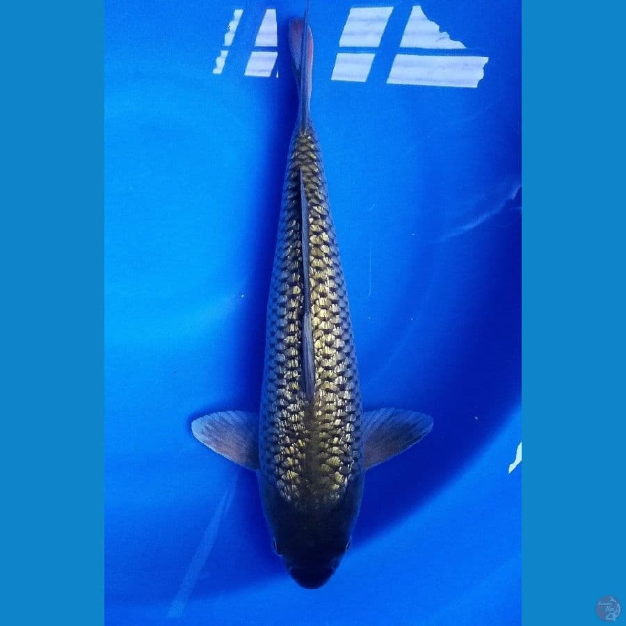 male 43cm
