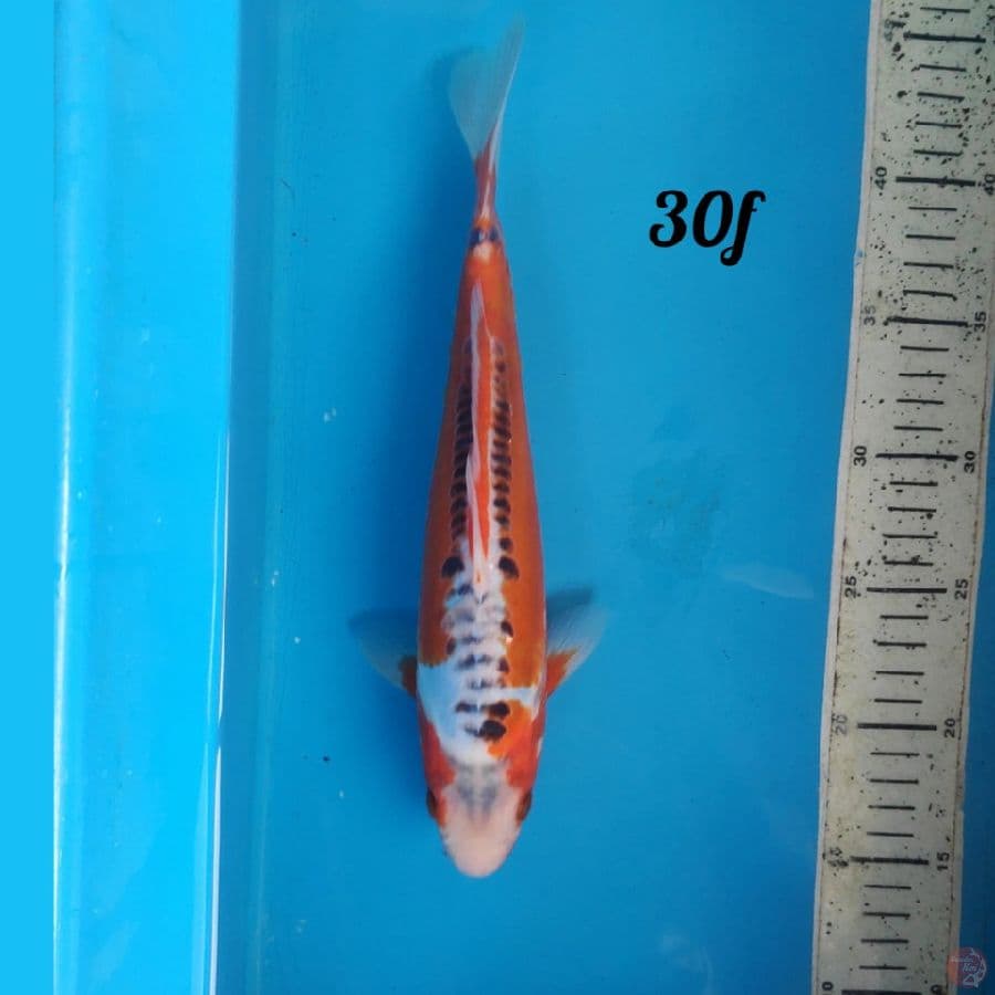 hana shusui 30 female