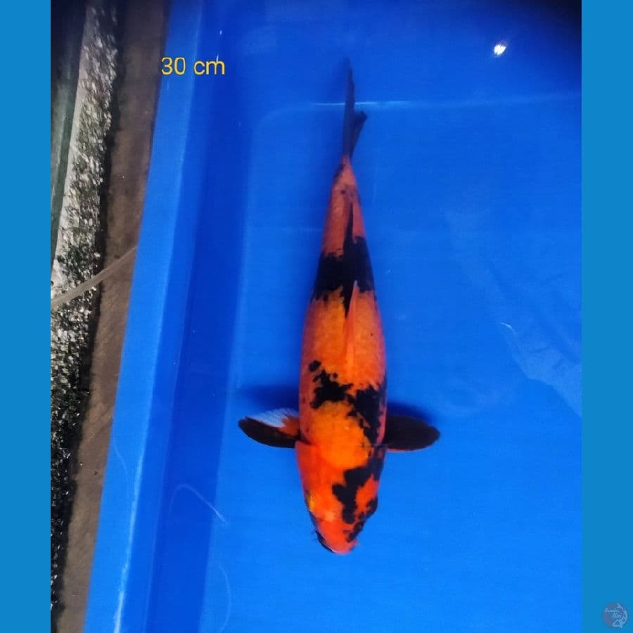 HI UTSURI 30 CM TEMBUS