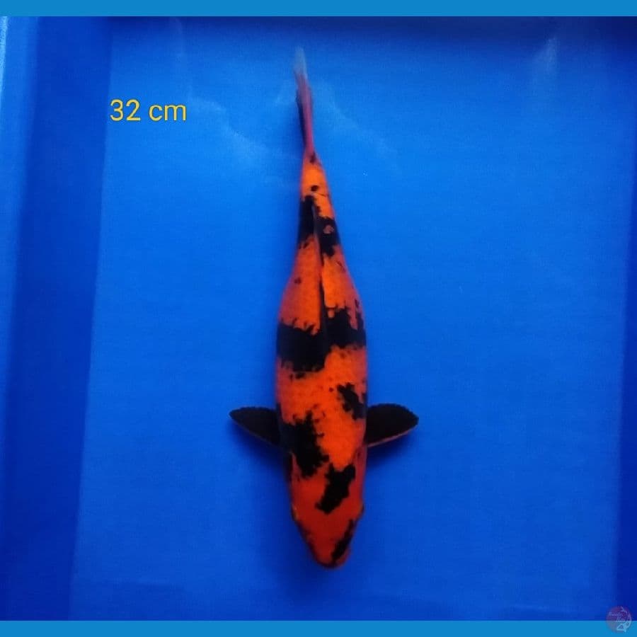 HI UTSURI 32 CM TEMBUS