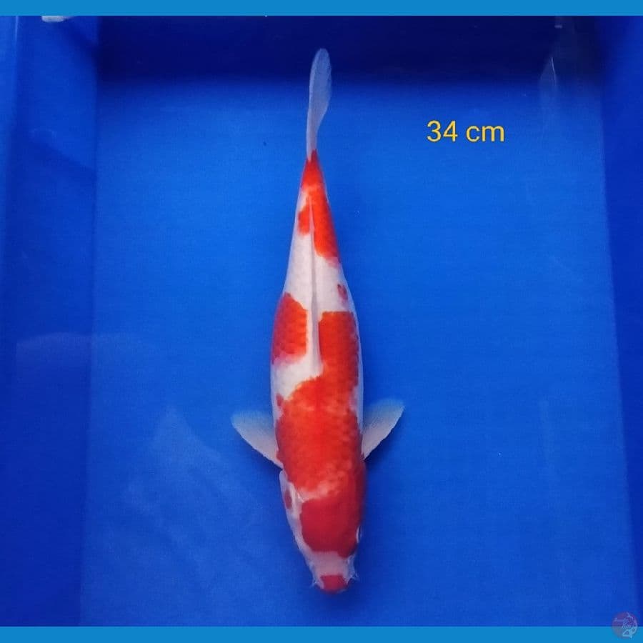 KOHAKU 34 CM