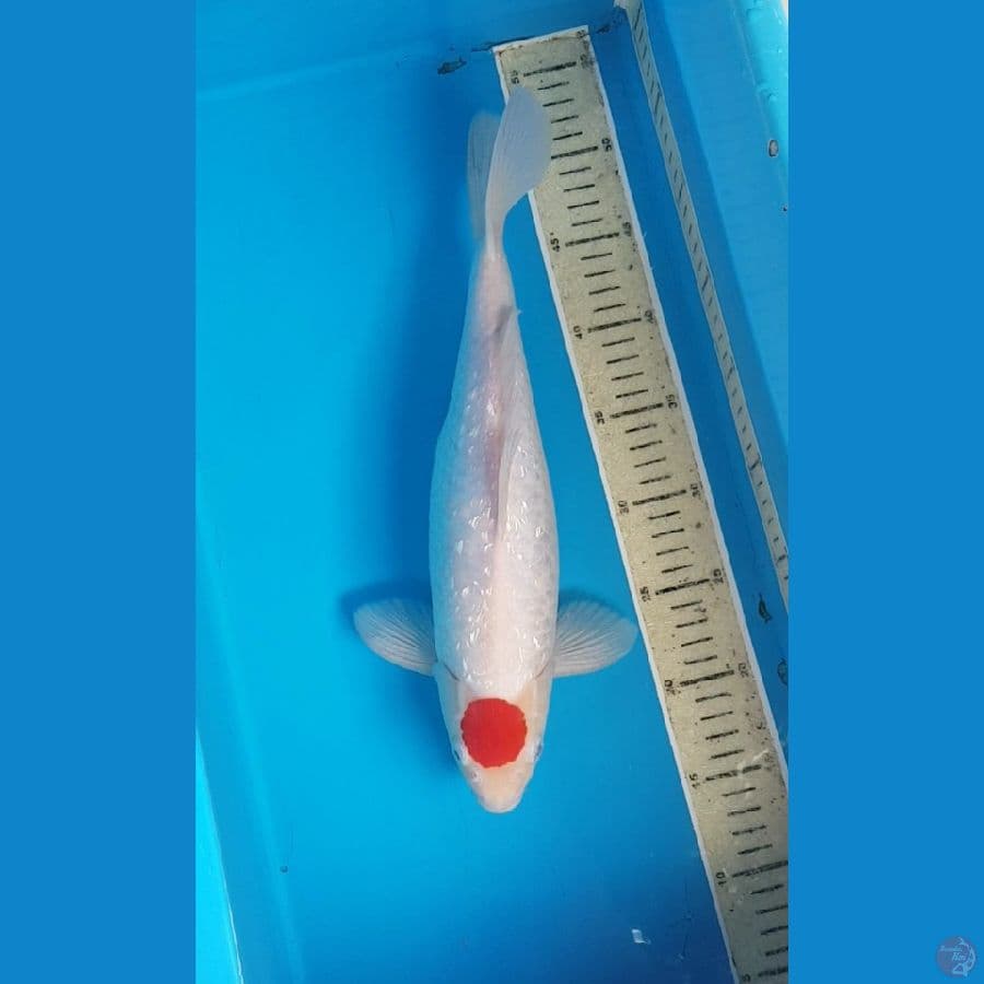 TANCO KOHAKU GINRIN 36 cm
