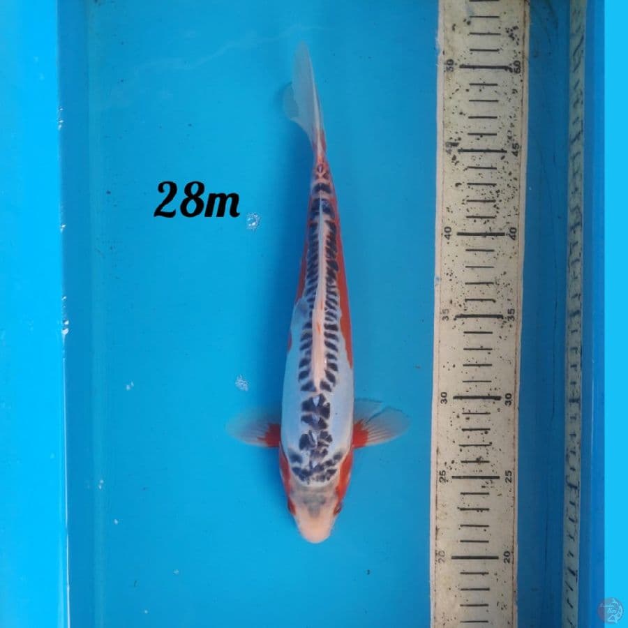 Shusui 28cm male